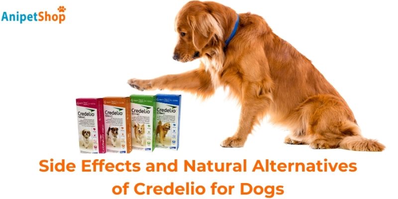 Side Effects and Natural Alternatives of Credelio for Dogs