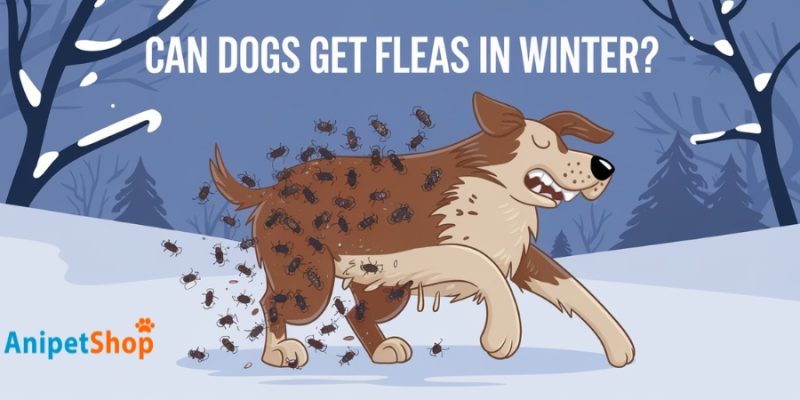 Dogs can still get fleas in winter