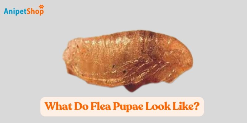 Flea pupae are the transitional stage in a flea's lifecycle