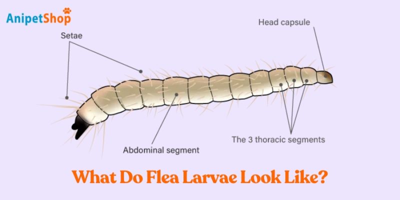 Flea larvae are tiny, pale, worm-like creatures