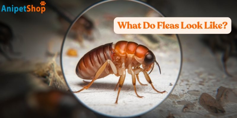 What Do Fleas Look Like on Dogs