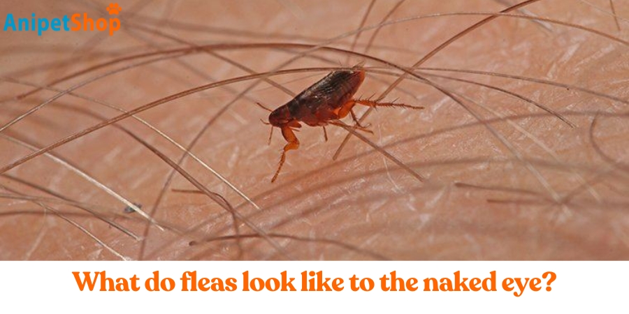 fleas look like to the naked eye