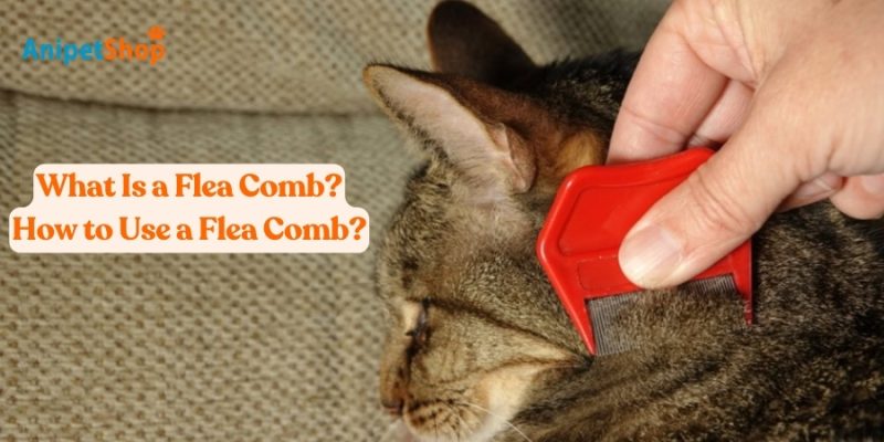 How to Use a Flea Comb