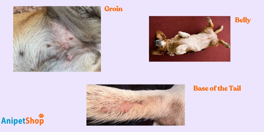 Flea Bites Found on Dogs